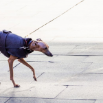 Alle Jahre wieder: die Hundebestandsaufnahme