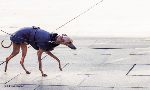 Alle Jahre wieder: die Hundebestandsaufnahme